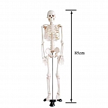 Пособие учебное анатомическое Макет скелета человека на подставке 85 см
